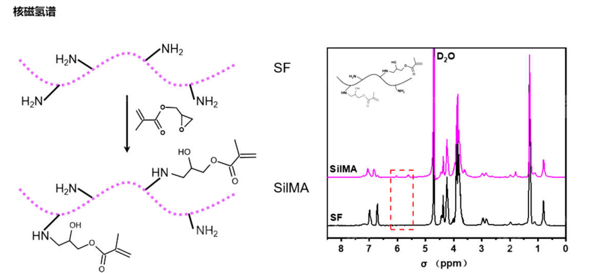 甲基丙烯酰化絲素蛋白（SilMA)